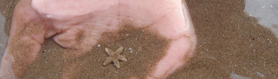 Seestern am Strand