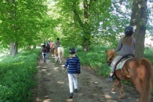 Ausritt mit Pferden im Wald