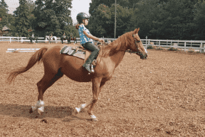 Pferd im Galopp im Camp mit Reiten und Englisch