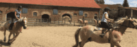 Pferde reiten im Kreis