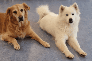 Nala und Malou im Abenteuercamp mit Hunden