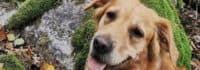 Hund sitzt im Wald