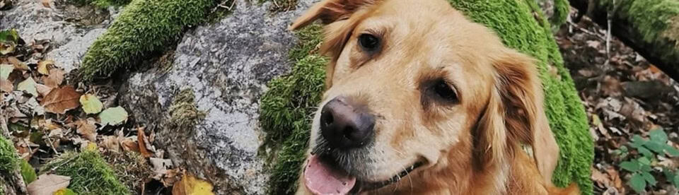 Hund sitzt im Wald
