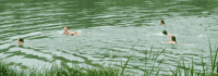 Kinder schwimmen in der Donau
