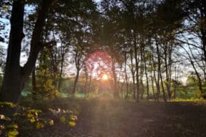 Wald im Naturerlebniscamp