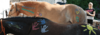 Ponyspaß im Reitcamp für Anfänger