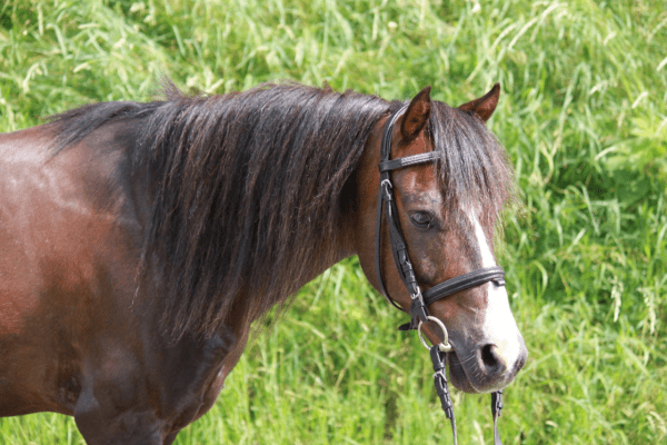 Pony vor einer Wiese