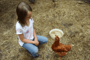 Bauernhofcamp Kind mit Huhn