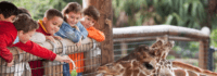 Kinder füttern eine Giraffe
