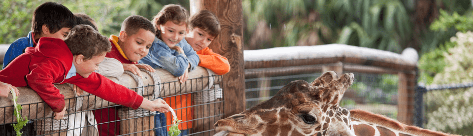 Kinder füttern eine Giraffe
