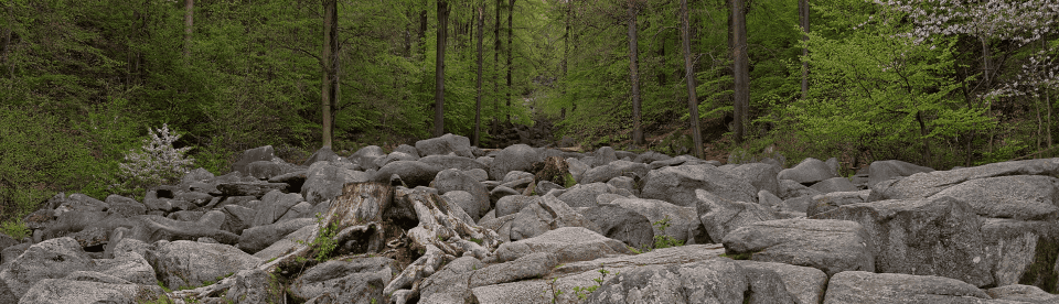 Mystische Waldabschnitte rund um das Ferienlager