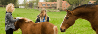 Pferd und Pony werden gestreichelt