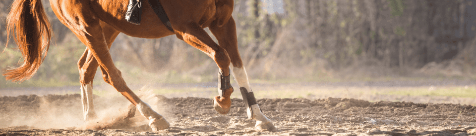 Galoppsprung auf dem Reitplatz