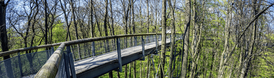 Brücke die durch den Wald führt