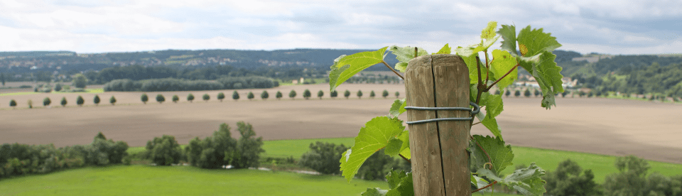 Ausblick über Felder und eine Allee