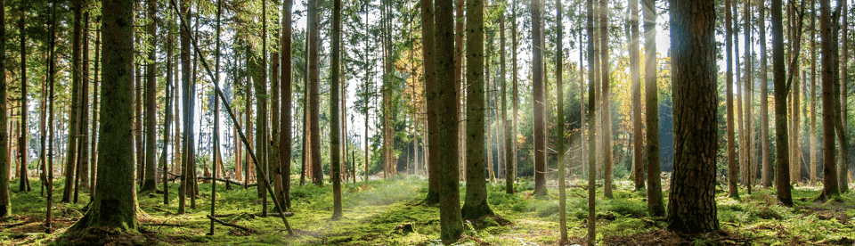 Lichteinfall im Wald bei Wildberg