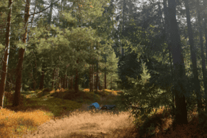 Wald