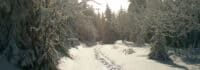 Schnee im Thüringer Wald