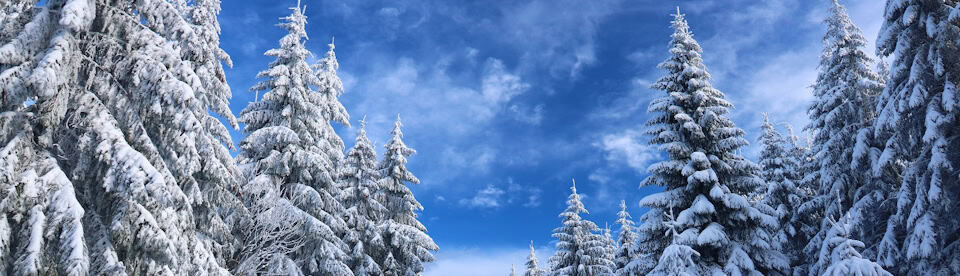 Schneebedeckte Bäume vor blauem Himmel