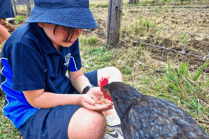 Junge fütter Huhn auf Erlebnisbauernhof