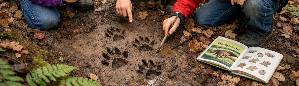 Auf der Suche nach Tierspuren im Wald