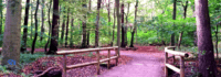 Wald