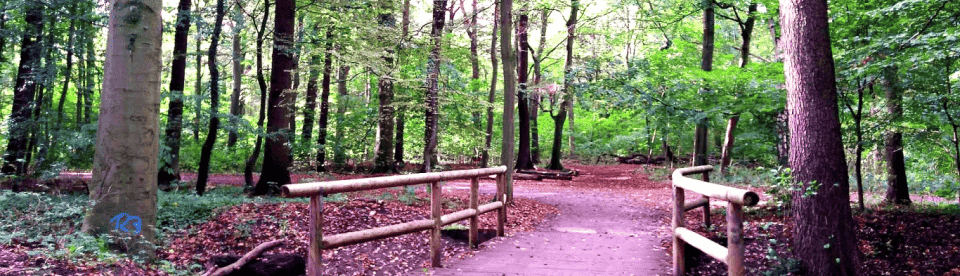 Wald