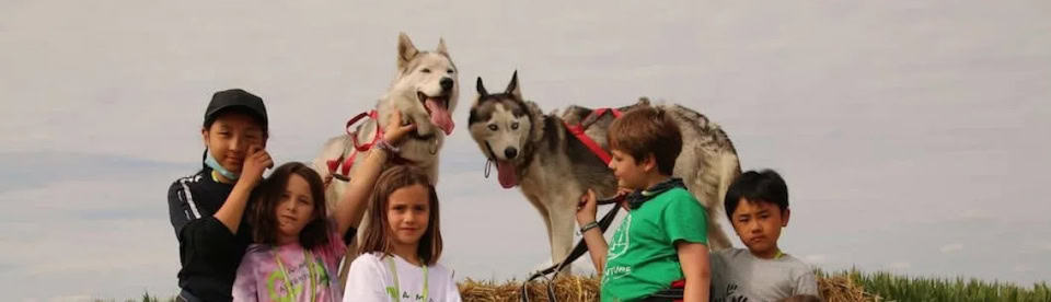 Huskys im Adventurecamp