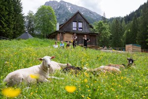 Alm mit Tieren und Teilnehmern