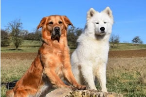 zwei Hunde 
