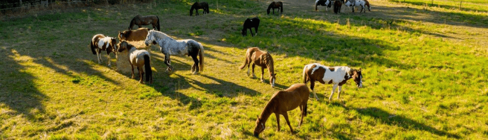 Pferde grasen auf der Wiese in der Sonne
