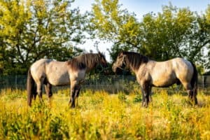 zwei Pferde auf der Wiese