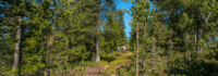 Jugendliche im Wald