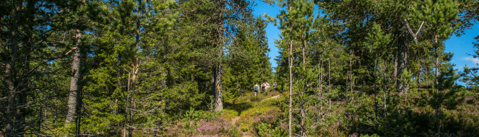 Jugendliche im Wald