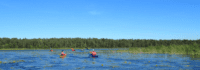 Kajaks zwischen Seerosen