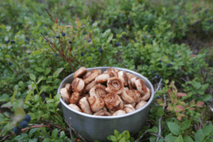 Zimtschnecken