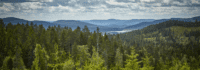 Wald