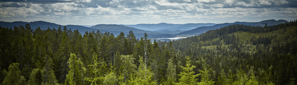 Wald