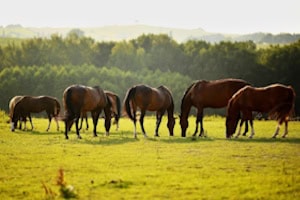 Pferde auf einer Wiese in den Reiterferien in Tschechien