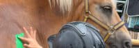 Ponys werden mit Fingerfarbe bemalt