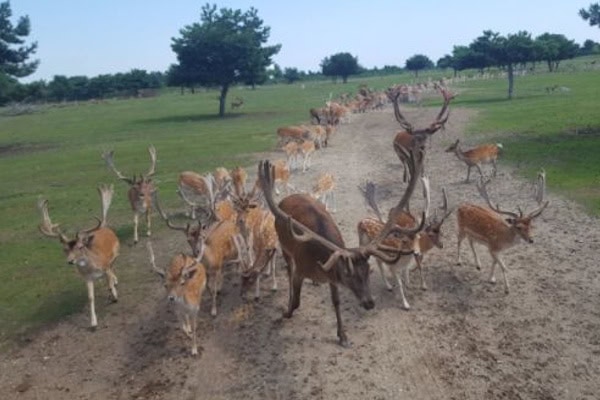 Tiere im Feriencamp "Ferien auf dem Dorf"