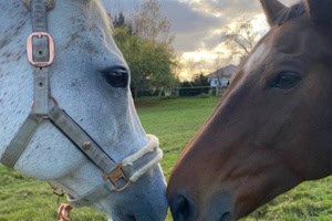 Zwei Pferde in den Reiterferien Bautzen
