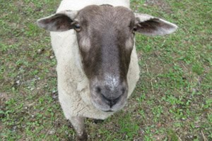 Schaf beim Naturerlebniscamp an der Spree