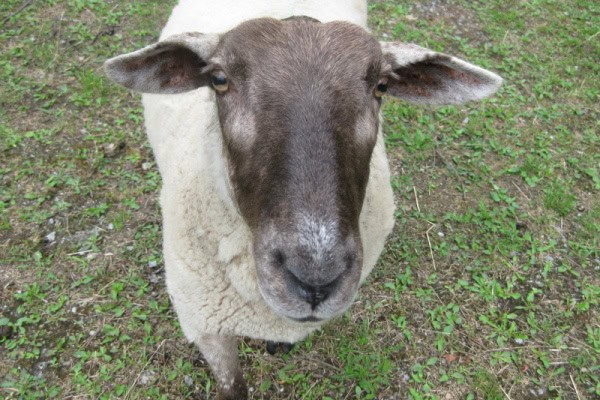 Naturerlebnis Camp an der Spree