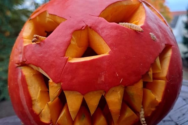 Geschnitzter Kürbis im Herbstcamp Bautzen