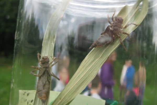 Inseketen im Naturforscher Camp