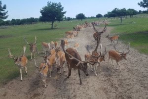 Tiere im Feriencamp "Ferien auf dem Dorf"