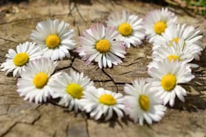 Blumenkranz Sorbischcamp