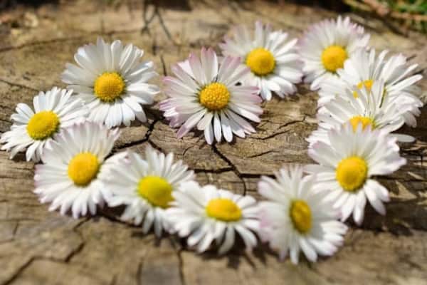 Blumenkranz Sorbischcamp