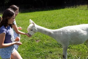 Zwei Kinder füttern ein Tier im Tiercamp